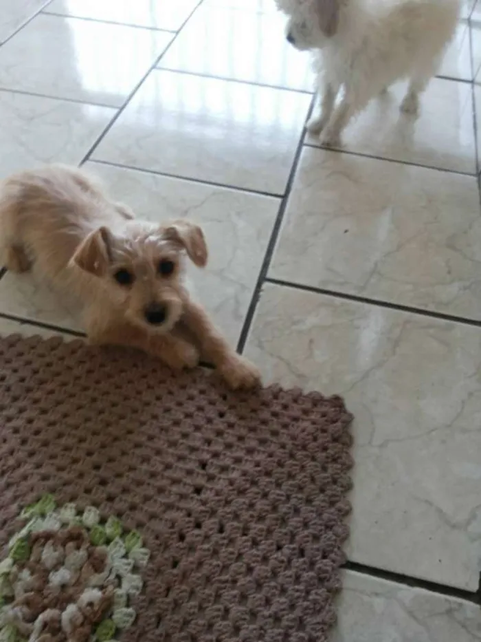 Cachorro ra a  idade 2 a 6 meses nome Xereta