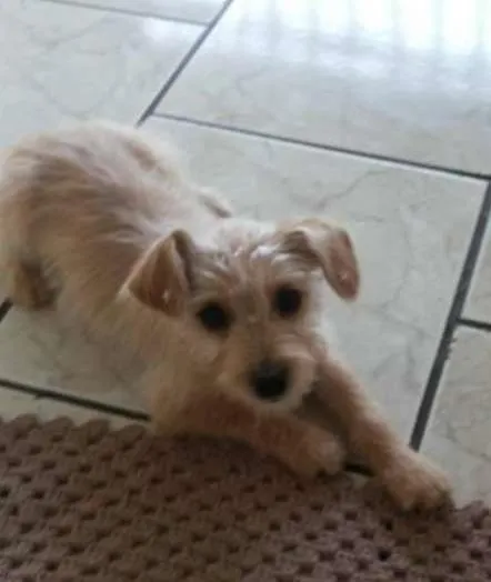 Cachorro ra a  idade 2 a 6 meses nome Xereta