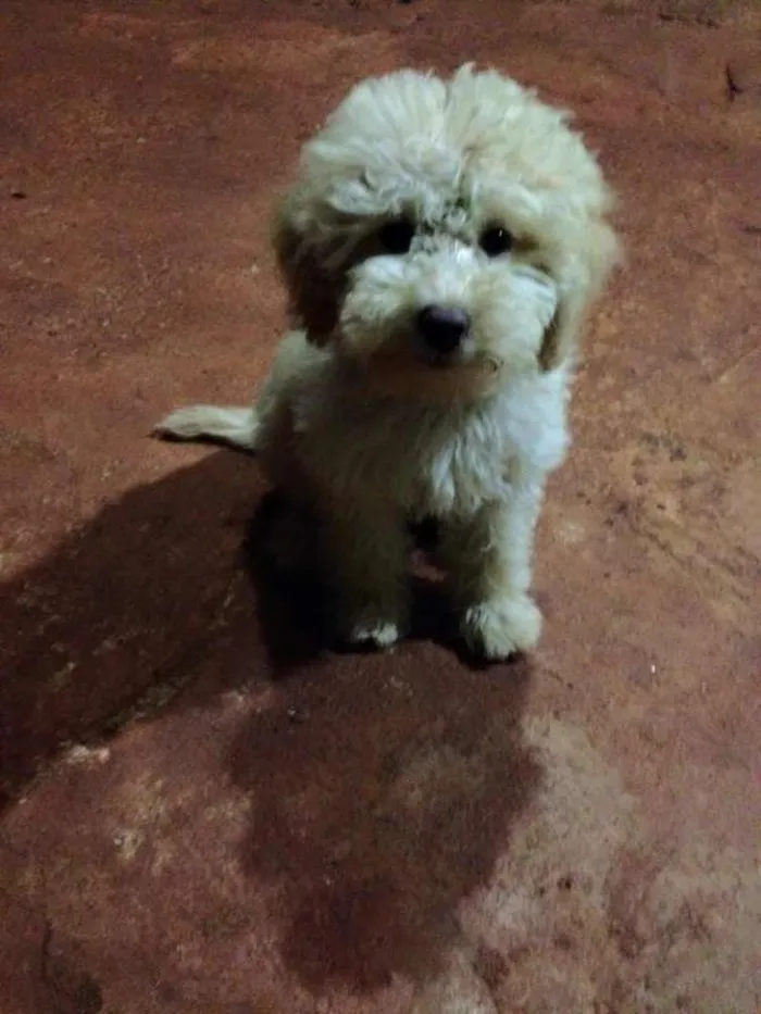 Cachorro ra a poodle toy idade 7 a 11 meses nome Ringo