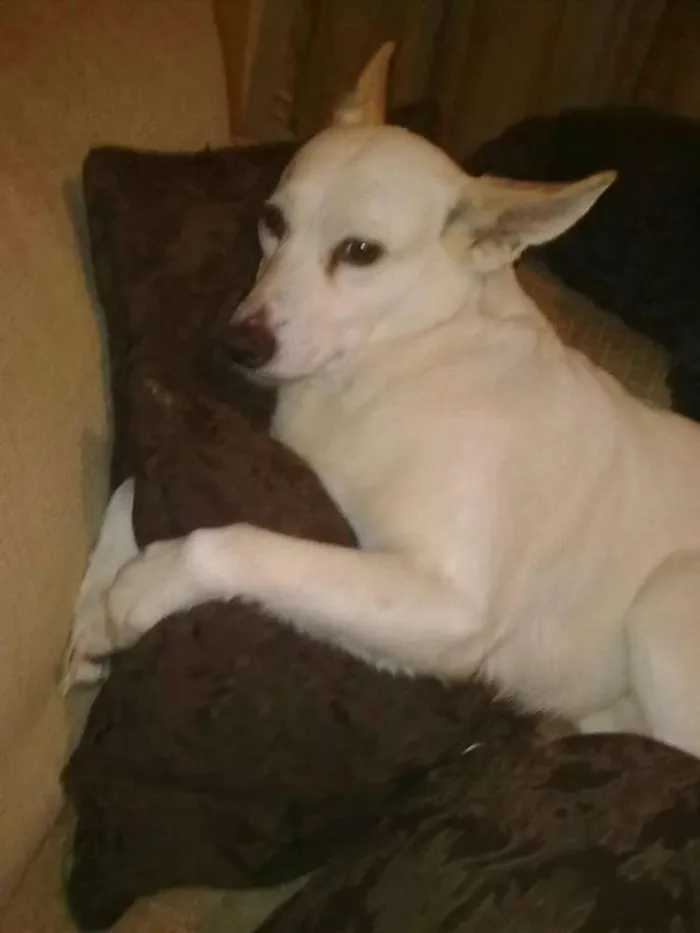 Cachorro ra a Não Definida idade 6 ou mais anos nome Charlotte