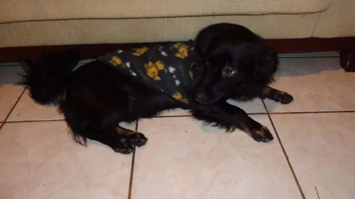 Cachorro ra a Basset-Cofap idade 2 a 6 meses nome Petyno