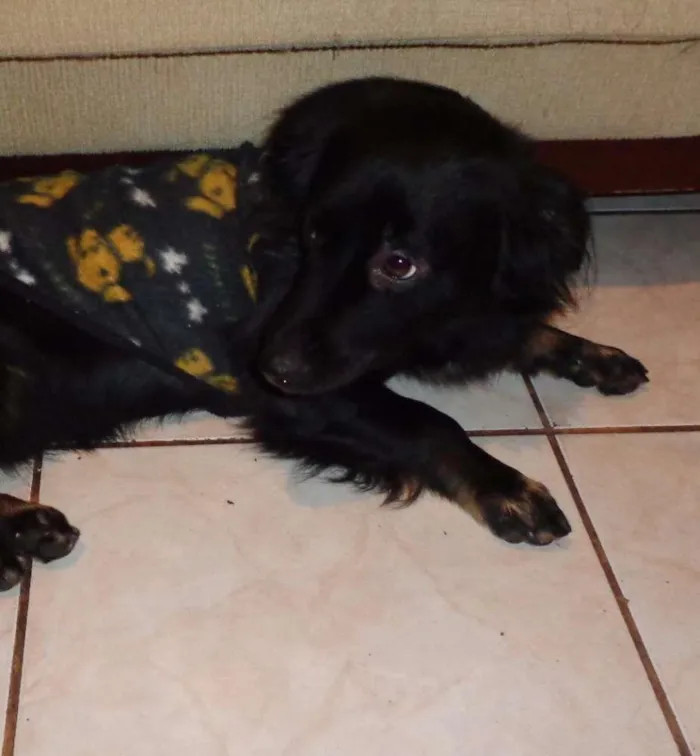 Cachorro ra a Basset-Cofap idade 2 a 6 meses nome Petyno