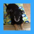 Nikita