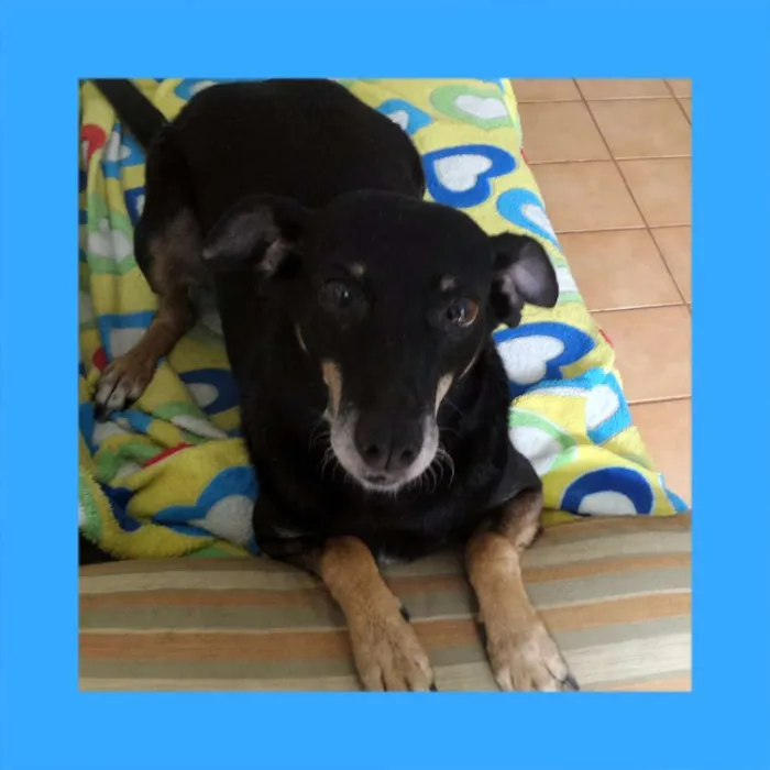 Cachorro ra a SRD idade 4 anos nome Nikita