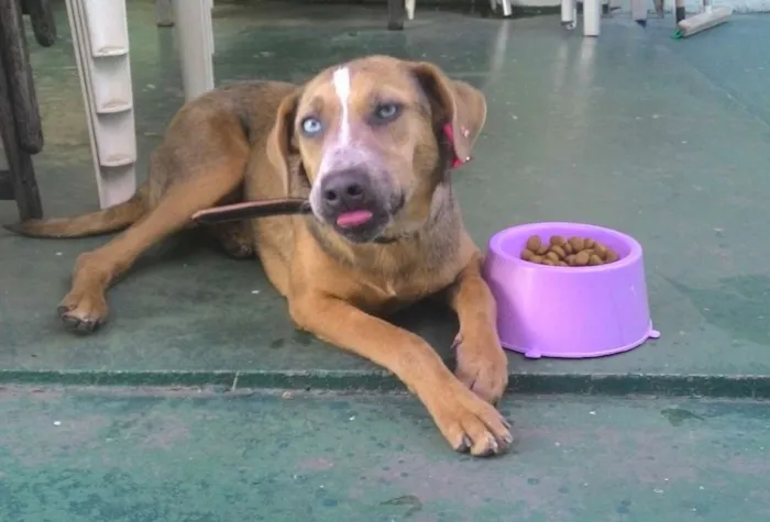 Cachorro ra a SRD idade 1 ano nome Mila