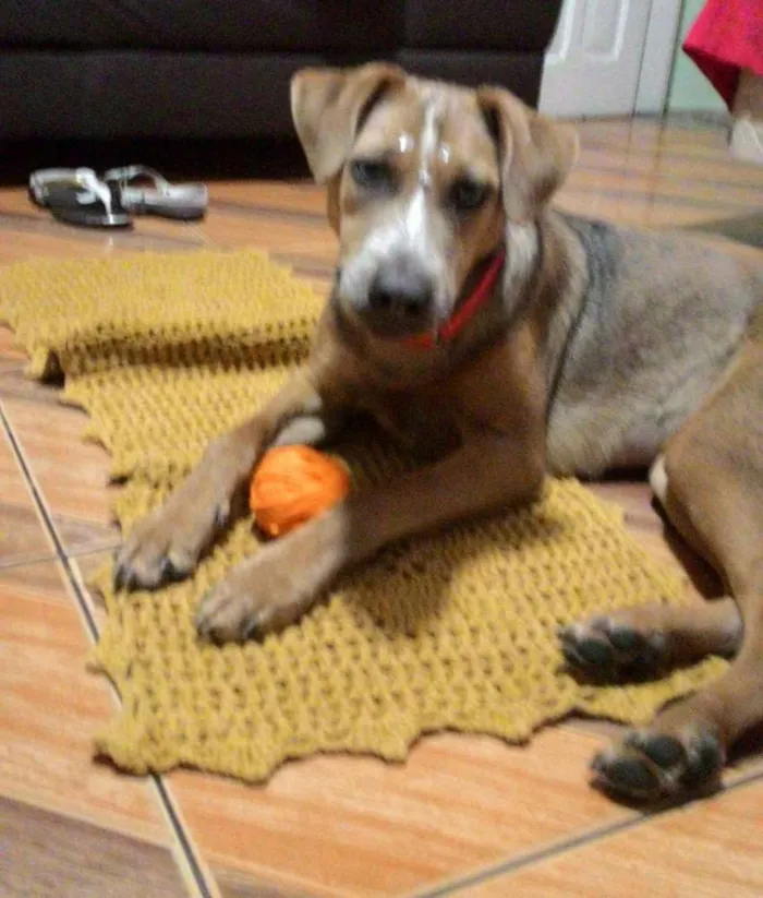 Cachorro ra a SRD idade 1 ano nome Mila