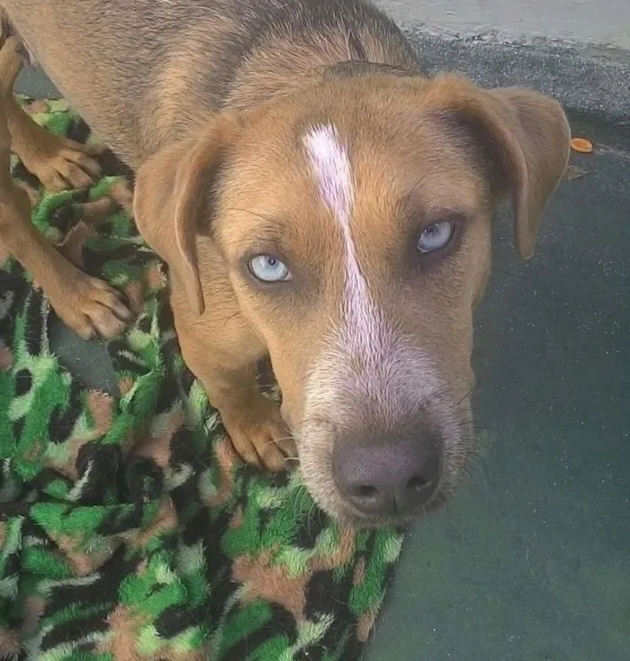 Cachorro ra a SRD idade 1 ano nome Mila