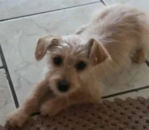 Cachorro raça  idade 2 a 6 meses nome Xereta