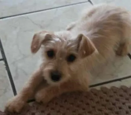 Cachorro ra a  idade 2 a 6 meses nome Xereta