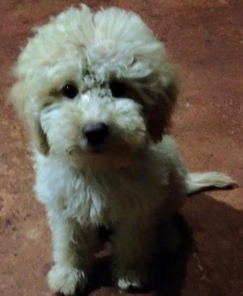 Cachorro ra a poodle toy idade 7 a 11 meses nome Ringo