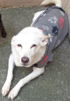 Cachorro raça Não Definida idade 6 ou mais anos nome Charlotte