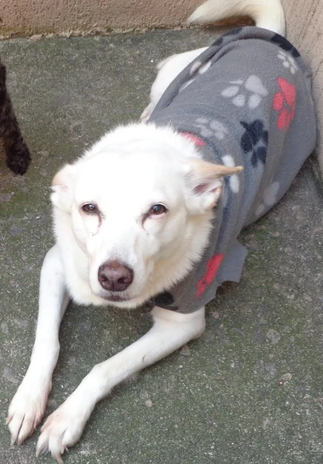 Cachorro ra a Não Definida idade 6 ou mais anos nome Charlotte