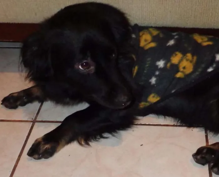 Cachorro ra a Basset-Cofap idade 2 a 6 meses nome Petyno