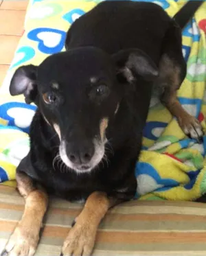 Cachorro raça SRD idade 4 anos nome Nikita