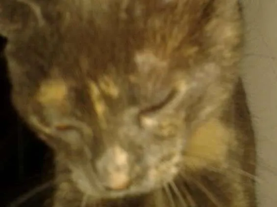 Gato ra a  idade 1 ano nome jurema