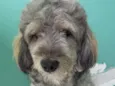 Marlley 