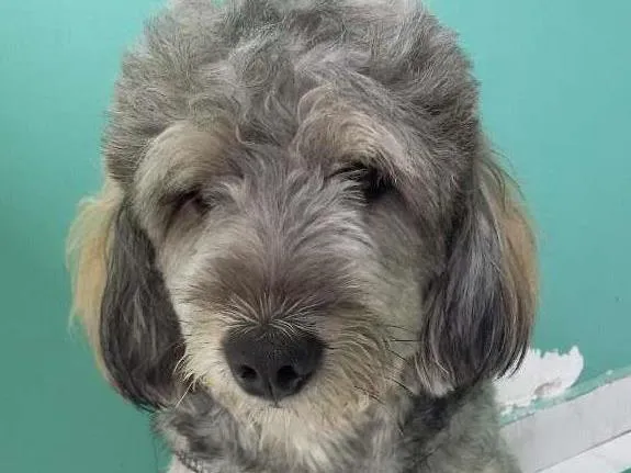 Cachorro raça pudle  idade  nome Marlley 