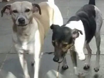 Cachorro ra a  idade  nome Batman e Rubin
