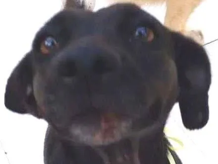 Cachorro raça indefinida idade 1 ano nome PRETINHA