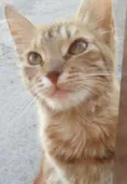 Mel