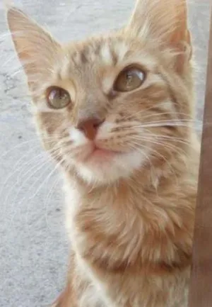 Gato raça Não definida idade 7 a 11 meses nome Mel