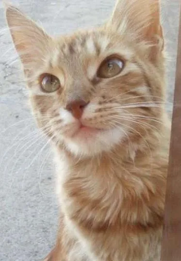 Gato ra a Não definida idade 7 a 11 meses nome Mel