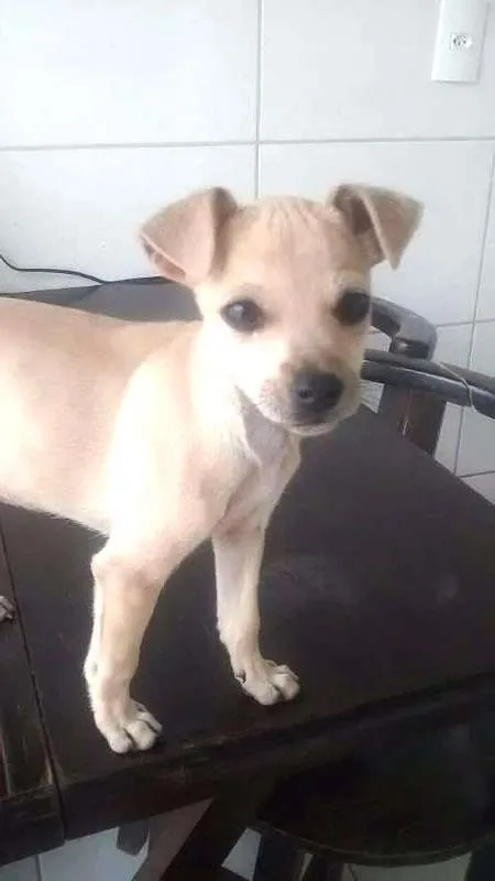 Cachorro raça SRD idade 2 a 6 meses nome Lucy