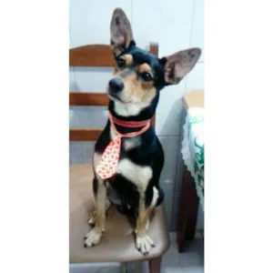 Cachorro raça Vira-Lata idade 1 ano nome Max