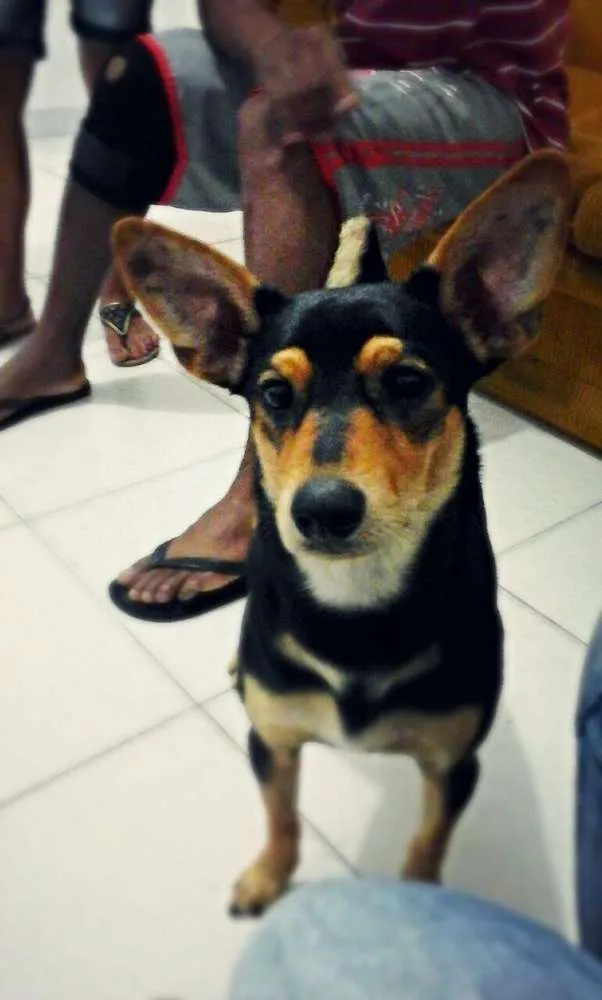 Cachorro ra a Vira-Lata idade 1 ano nome Max