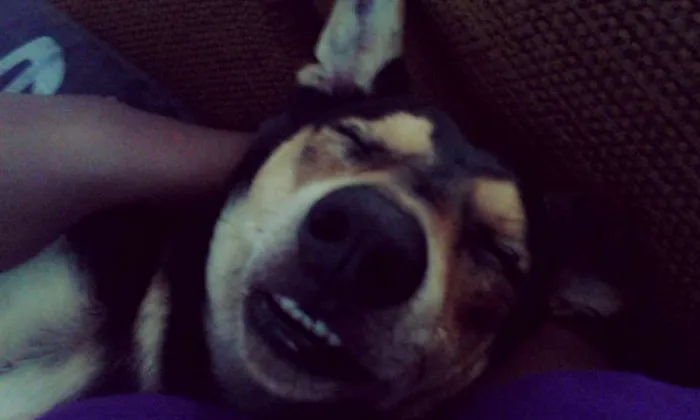 Cachorro ra a Vira-Lata idade 1 ano nome Max