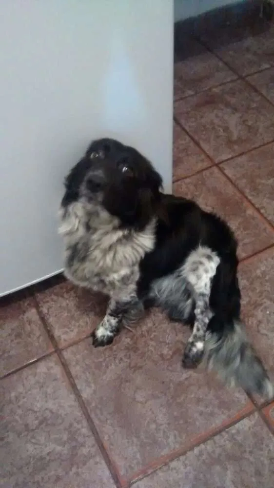 Cachorro ra a A definir idade 1 ano nome Pug