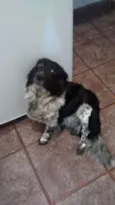 Pug