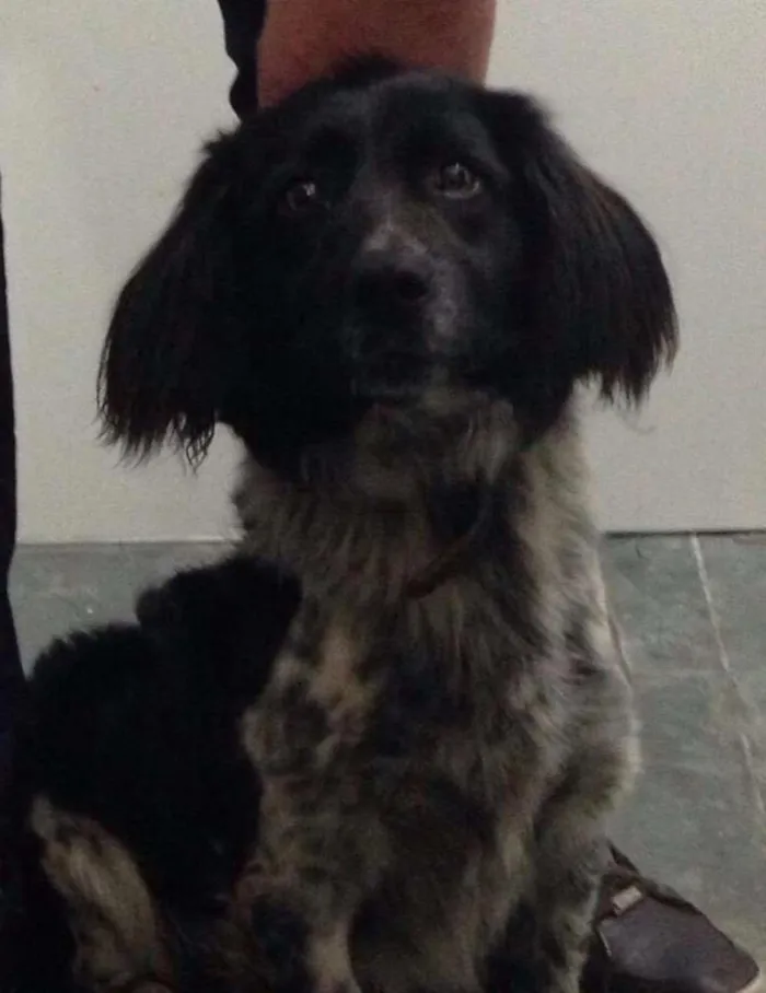 Cachorro ra a A definir idade 1 ano nome Pug