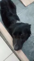 Pug