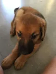 Marronzinho