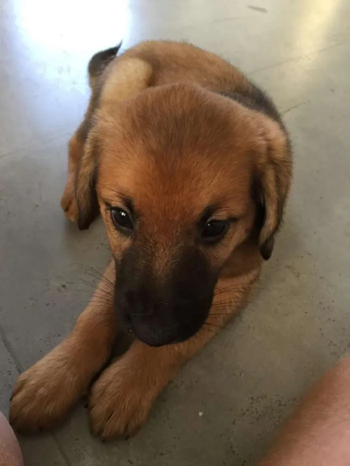 Cachorro ra a SRD idade 2 a 6 meses nome Marronzinho