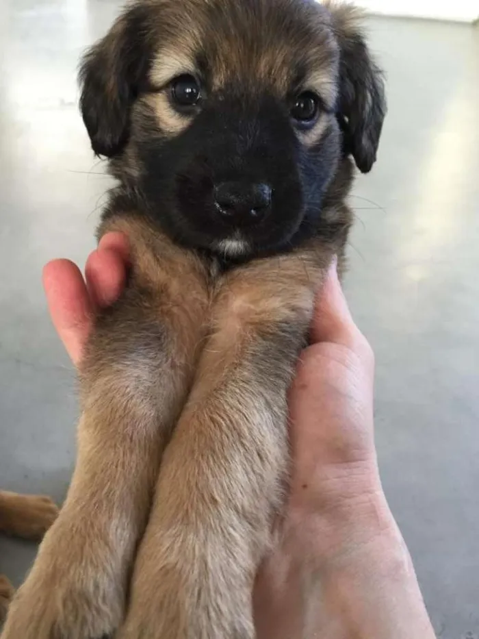 Cachorro ra a SRD idade 2 a 6 meses nome Menina