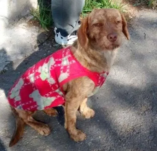 Cachorro ra a SRD idade 7 a 11 meses nome Kacau