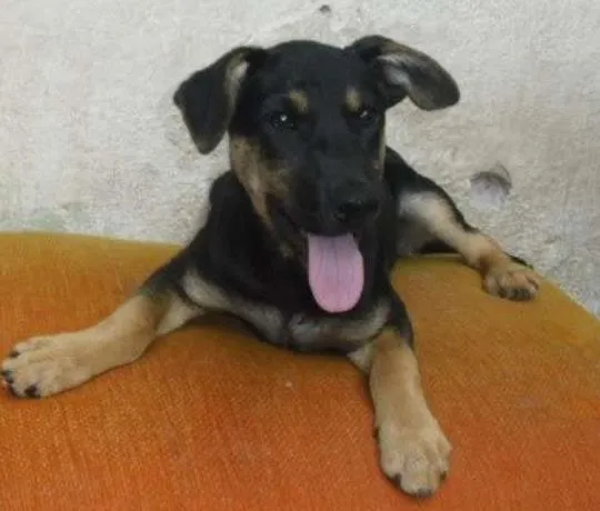 Cachorro ra a SRD idade 2 a 6 meses nome VINY