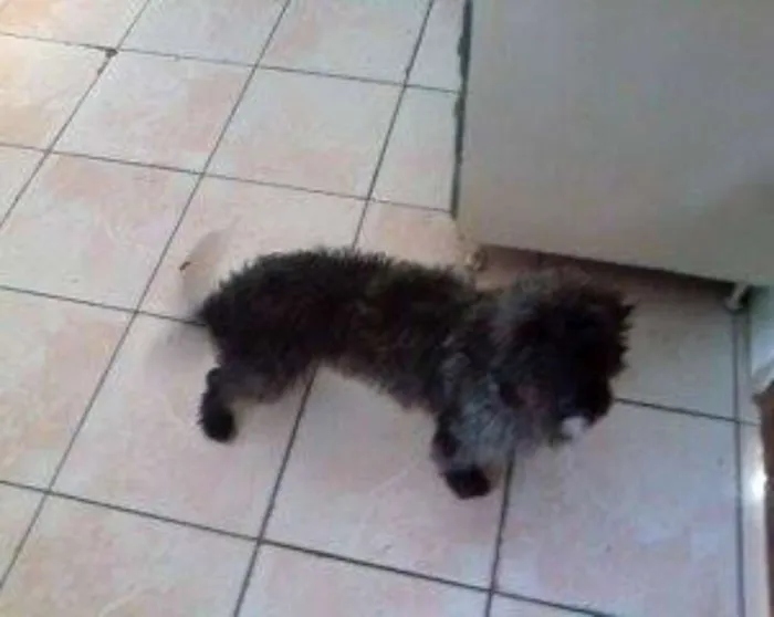Cachorro ra a SRD idade 1 ano nome Tobi