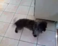 Tobi