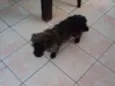 Tobi