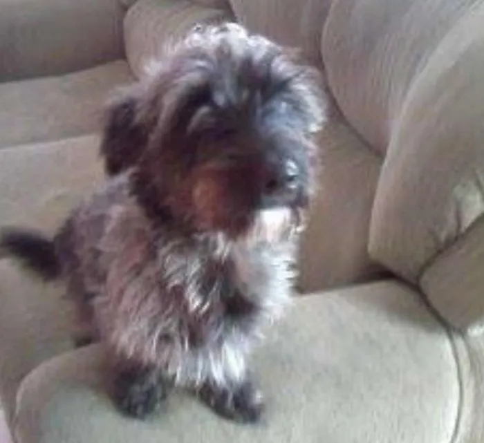 Cachorro ra a SRD idade 1 ano nome Tobi