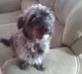 Tobi