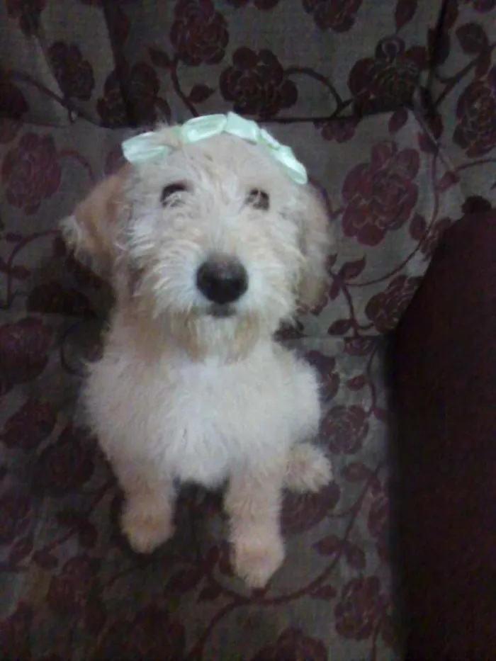 Cachorro ra a SRD idade 7 a 11 meses nome Bonequinha