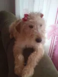 Bonequinha