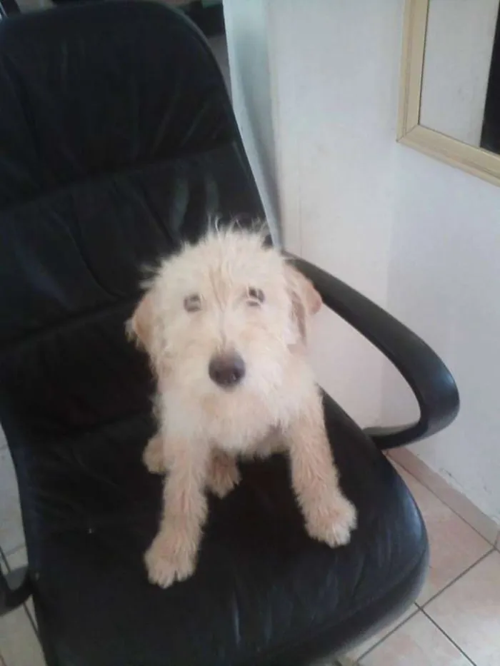 Cachorro ra a SRD idade 7 a 11 meses nome Bonequinha