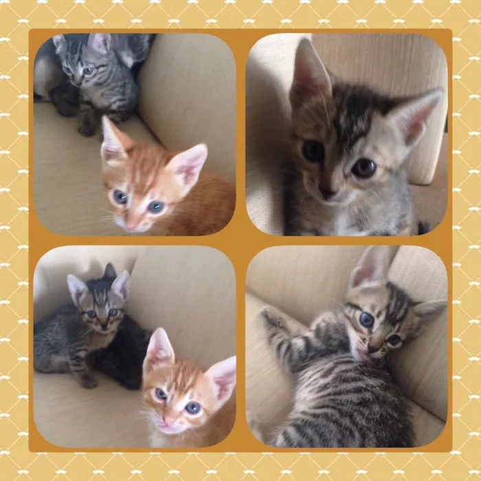 Gato ra a Srd idade Abaixo de 2 meses nome Ainda não tem nome