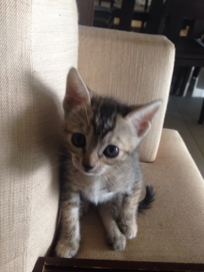 Gato ra a Srd idade Abaixo de 2 meses nome Ainda não tem nome
