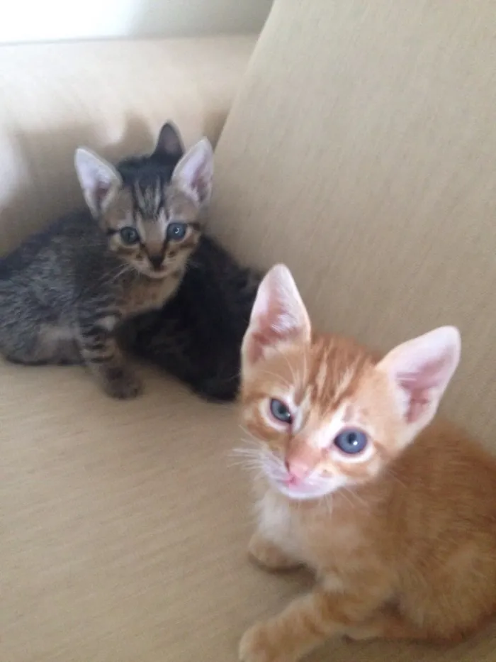 Gato ra a Srd idade Abaixo de 2 meses nome Ainda não tem nome